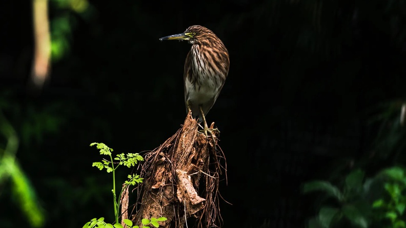 Indian pond heron, or paddybird (Ardeola grayii), Tehatta, West Bengal, India